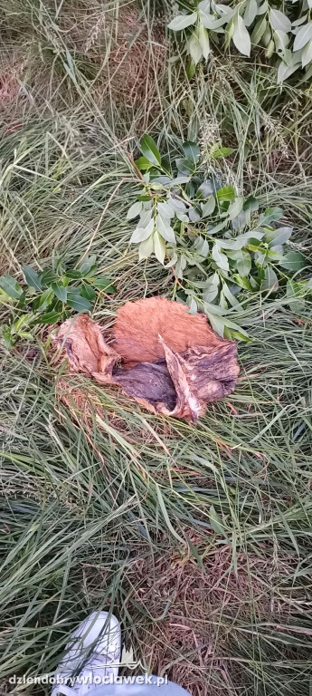 Z lisiej nory do adopcji. Tak ratowano szczeniaki