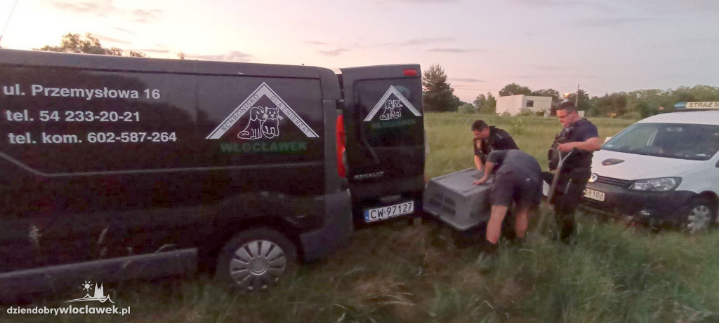 Z lisiej nory do adopcji. Tak ratowano szczeniaki