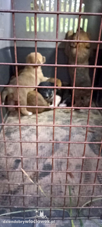 Z lisiej nory do adopcji. Tak ratowano szczeniaki