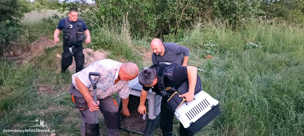 Z lisiej nory do adopcji. Tak ratowano szczeniaki
