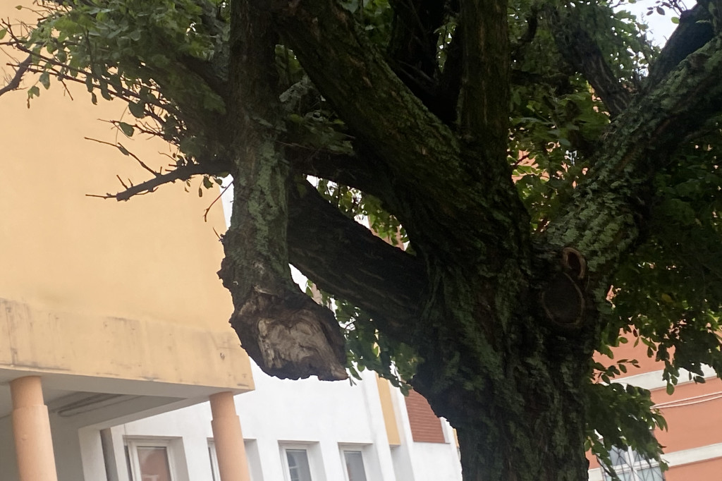 Krajobraz po nawałnicy. Miasto liczy straty