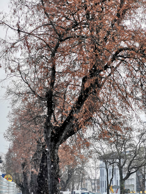 Pierwszy śnieg w obiektywie