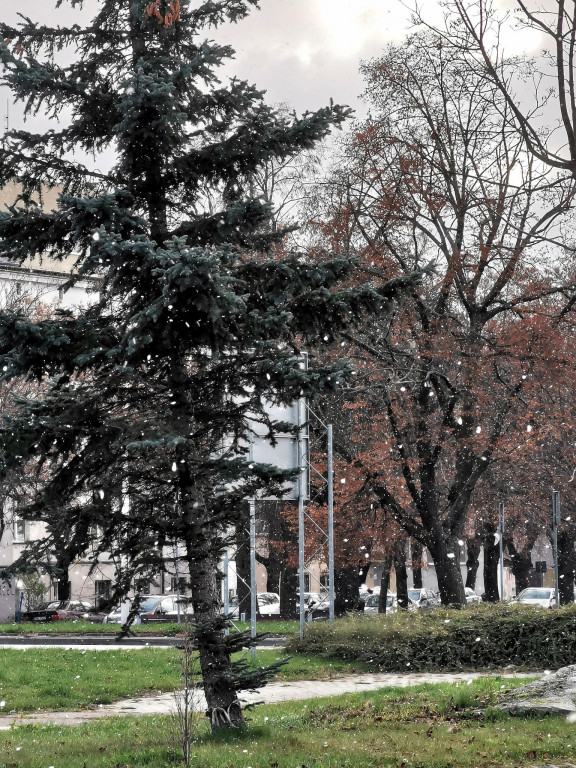 Pierwszy śnieg w obiektywie