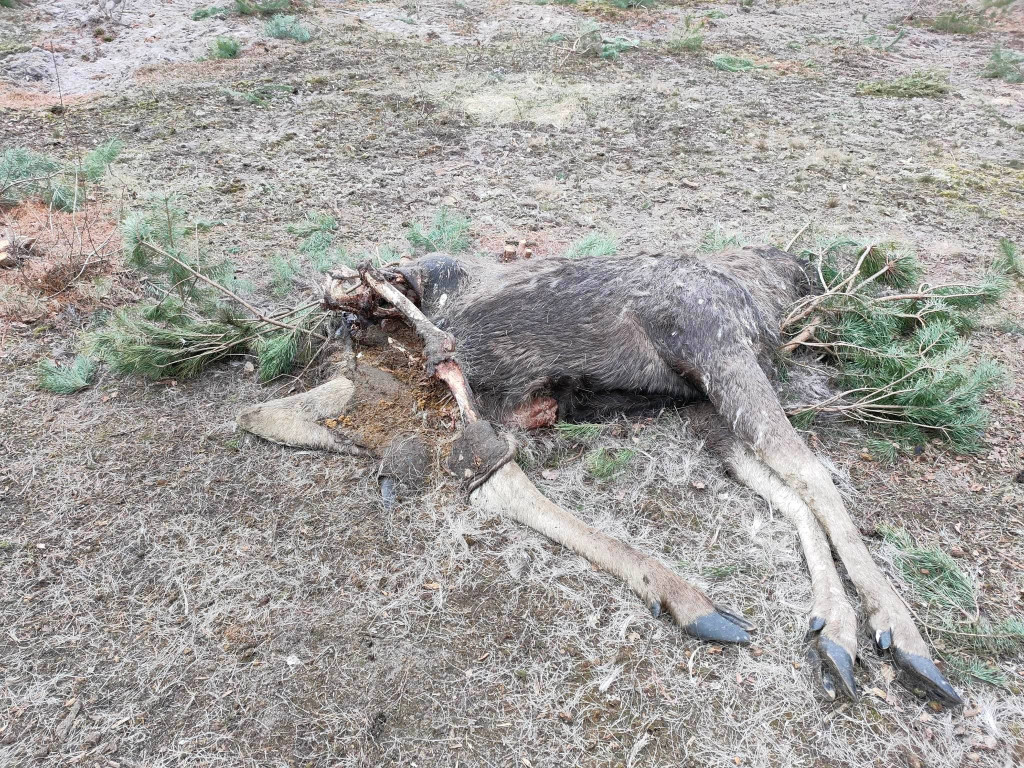 Makabryczne odkrycie pod Włocławkiem [DRASTYCZNE]