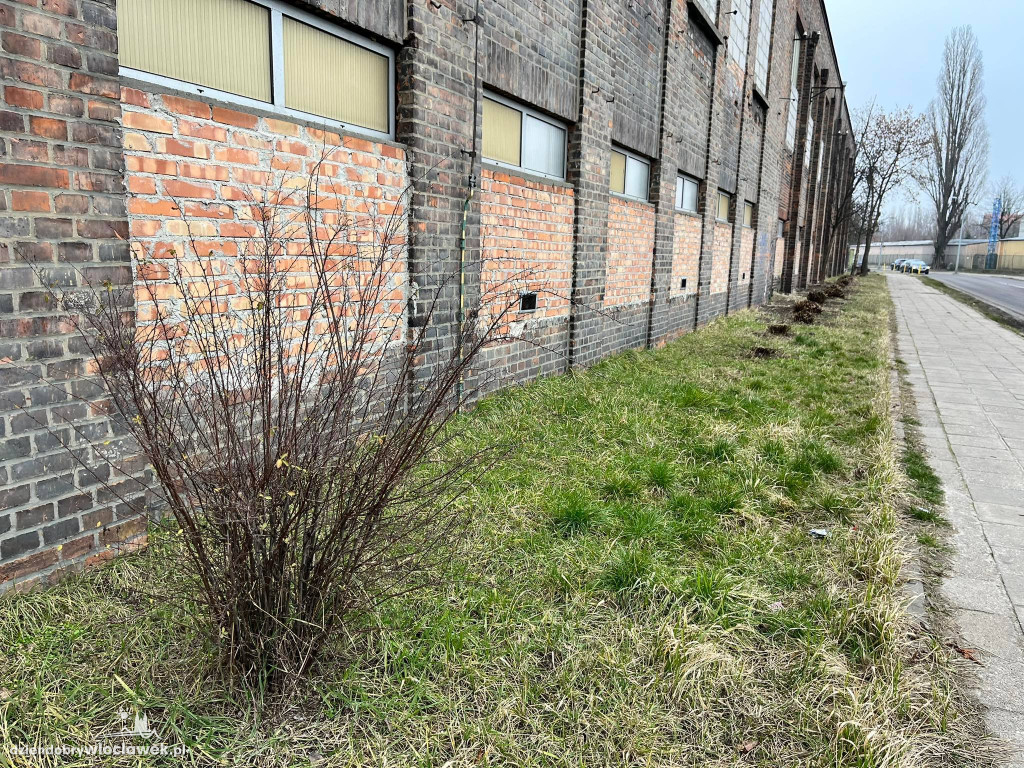 Na Łęgskiej będzie mniej zielono