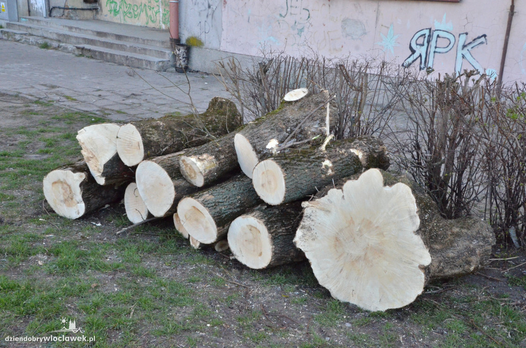 Wycinka drzew przy Wienieckiej 42