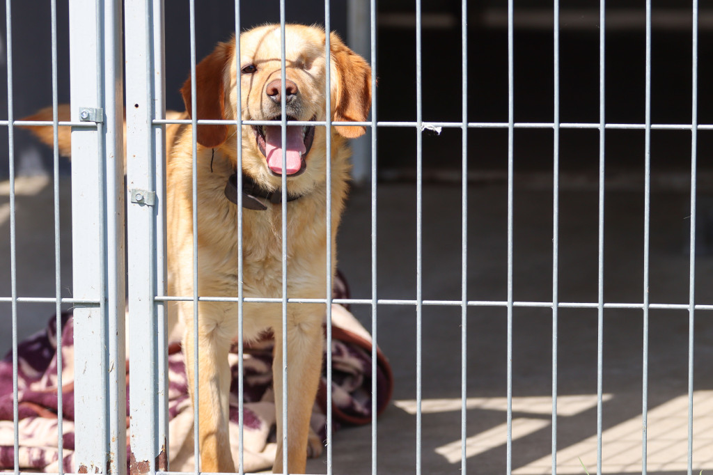 Psy i koty ze schroniska czekają na adopcję