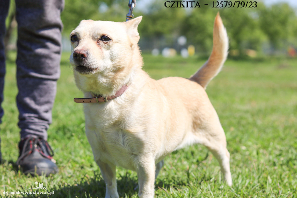 Psy i koty ze schroniska czekają na adopcję