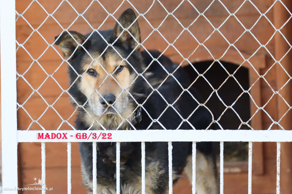 Psy i koty ze schroniska czekają na adopcję
