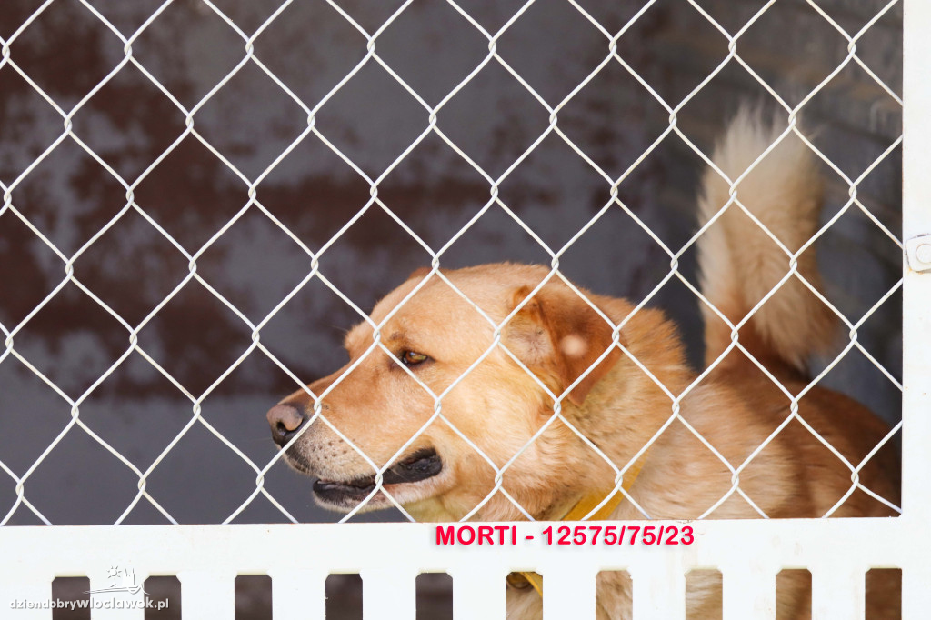 Psy i koty ze schroniska czekają na adopcję