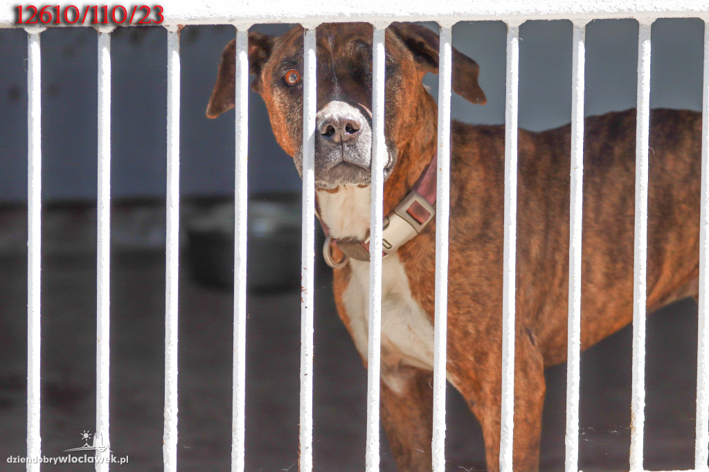 Psy i koty ze schroniska czekają na adopcję