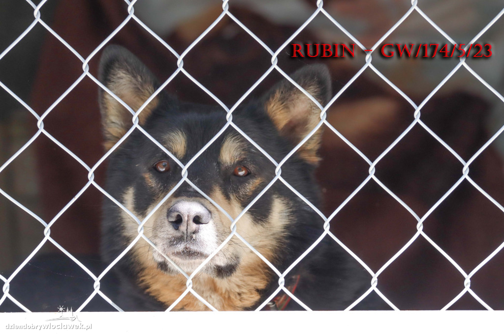Psy i koty ze schroniska czekają na adopcję