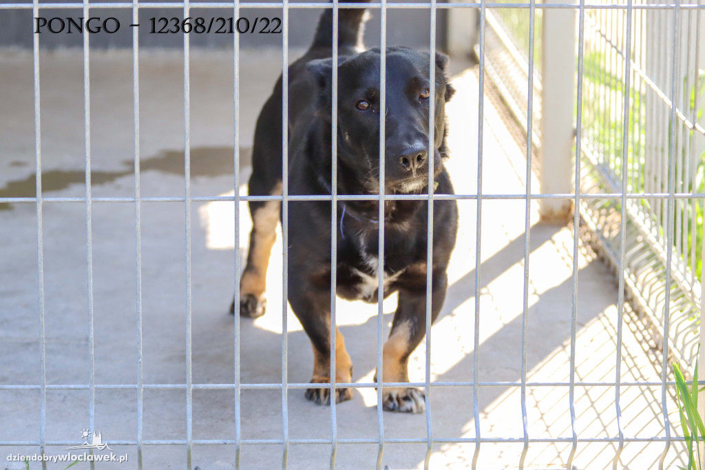 Psy i koty ze schroniska czekają na adopcję