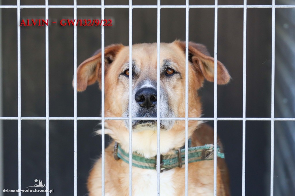 Psy i koty ze schroniska czekają na adopcję