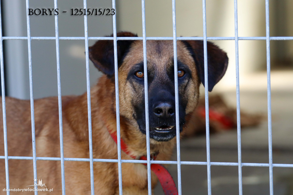 Psy i koty ze schroniska czekają na adopcję