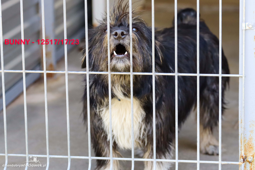 Psy i koty ze schroniska czekają na adopcję