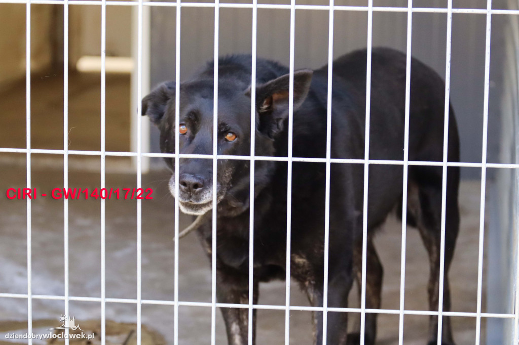 Psy i koty ze schroniska czekają na adopcję