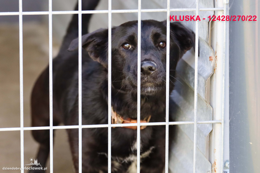 Psy i koty ze schroniska czekają na adopcję