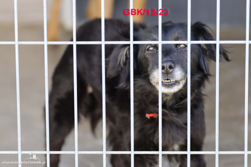 Psy i koty ze schroniska czekają na adopcję