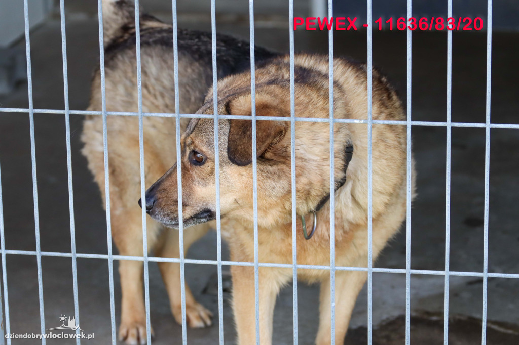 Psy i koty ze schroniska czekają na adopcję