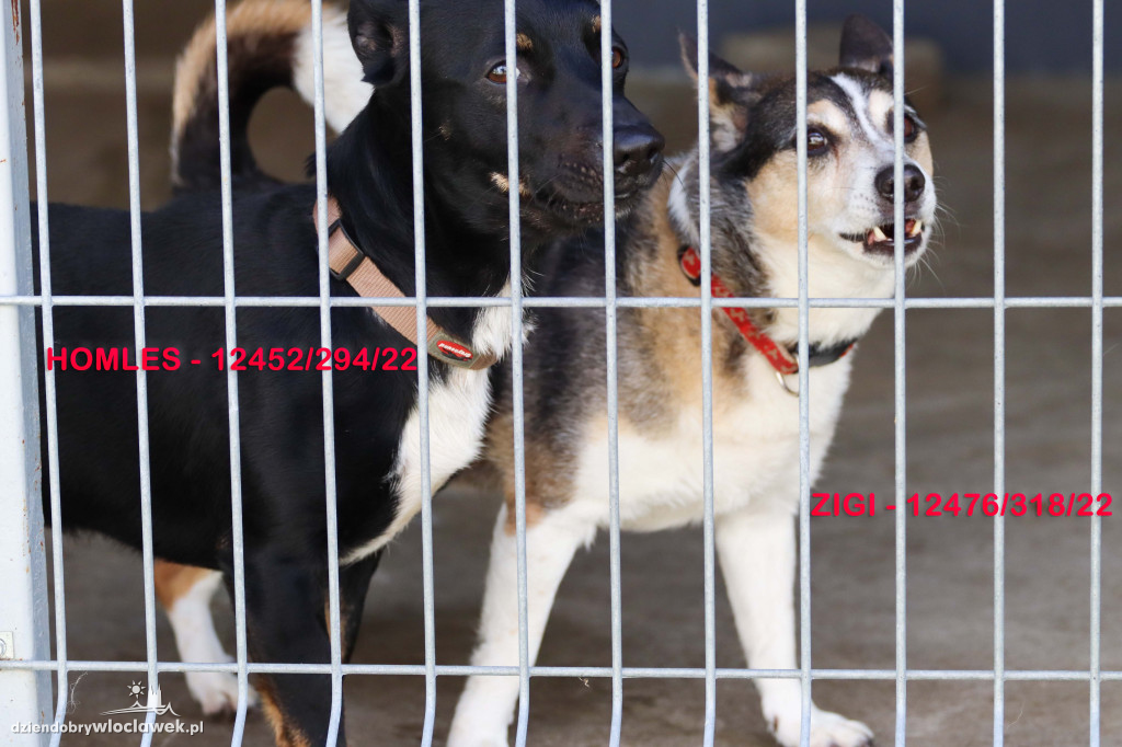 Psy i koty ze schroniska czekają na adopcję