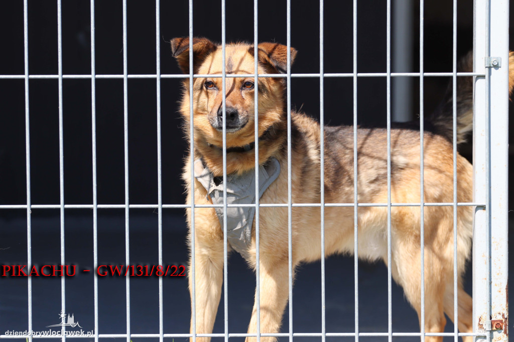 Psy i koty ze schroniska czekają na adopcję