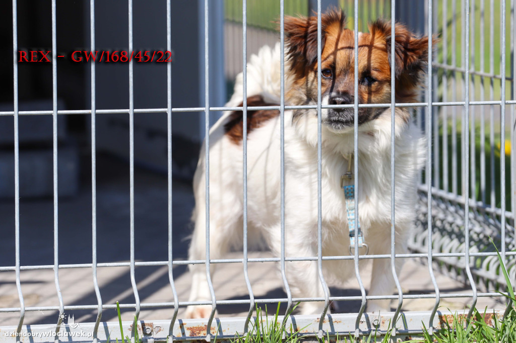 Psy i koty ze schroniska czekają na adopcję