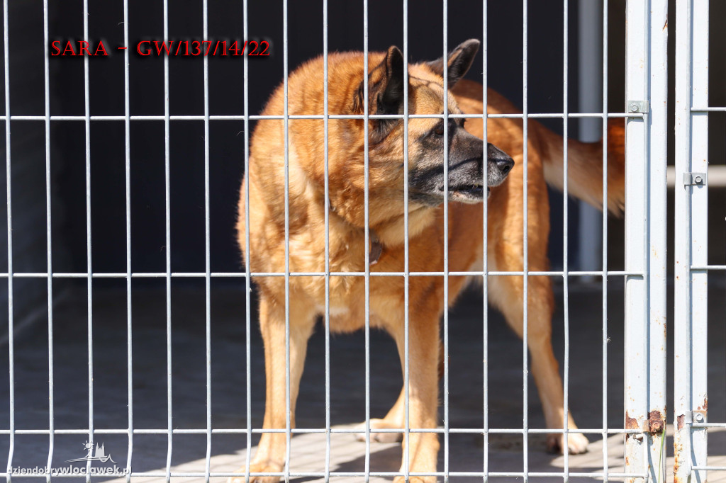 Psy i koty ze schroniska czekają na adopcję