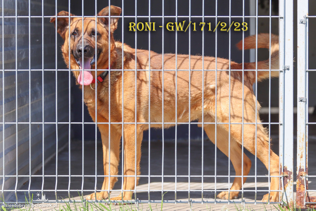 Psy i koty ze schroniska czekają na adopcję