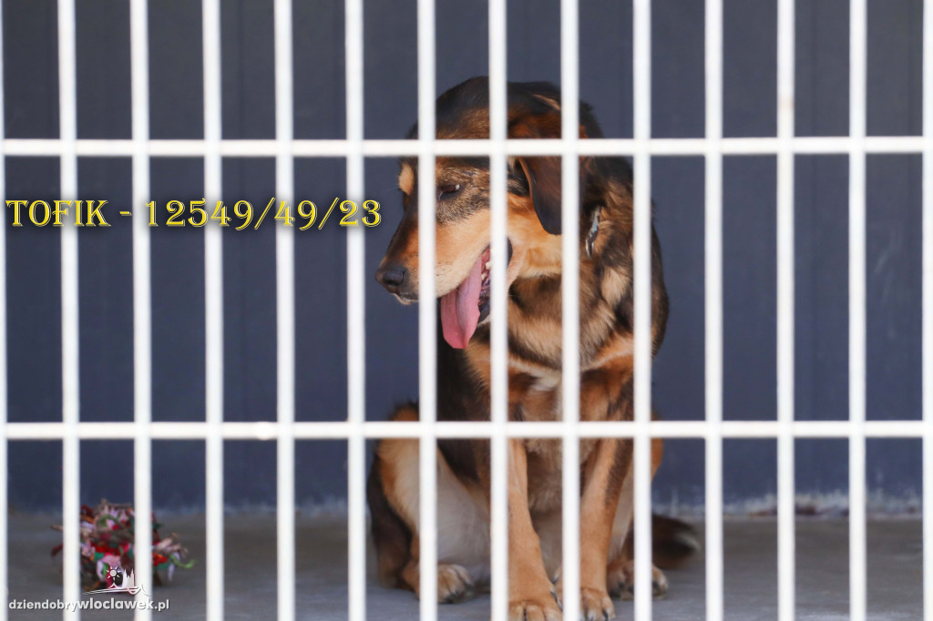 Psy i koty ze schroniska czekają na adopcję