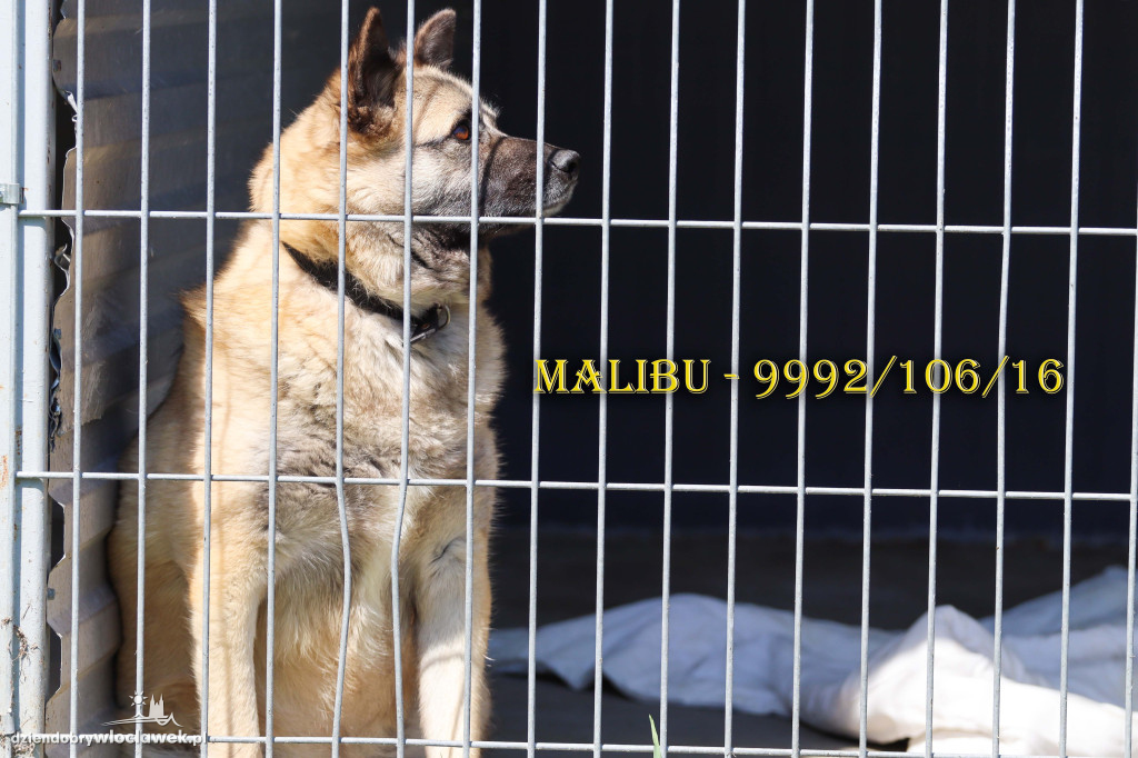 Psy i koty ze schroniska czekają na adopcję