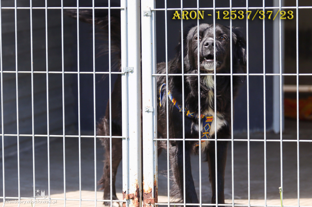 Psy i koty ze schroniska czekają na adopcję