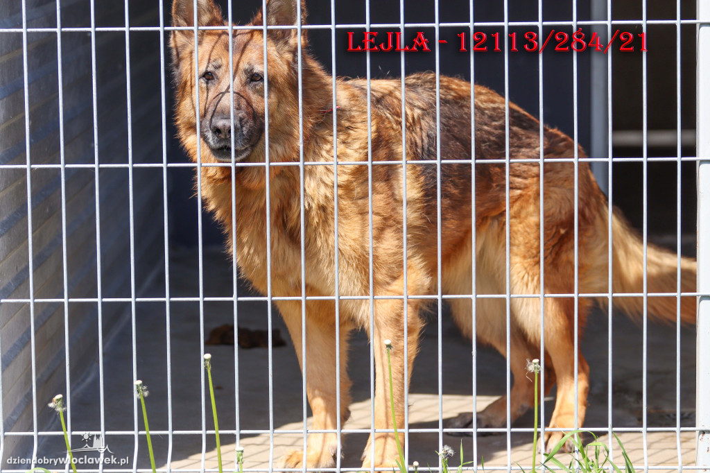 Psy i koty ze schroniska czekają na adopcję