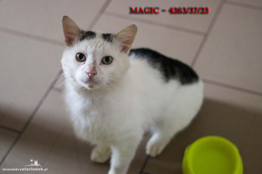 Psy i koty ze schroniska czekają na adopcję