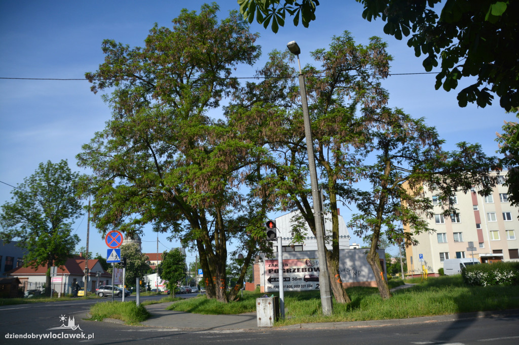 Na Południu będzie wycinka drzew