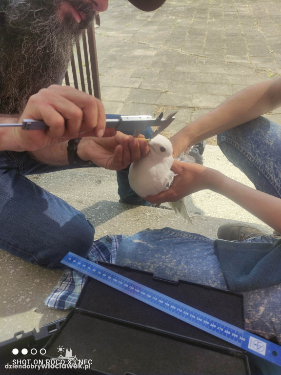 Mewy zamieszkały na tarasie SP nr 2