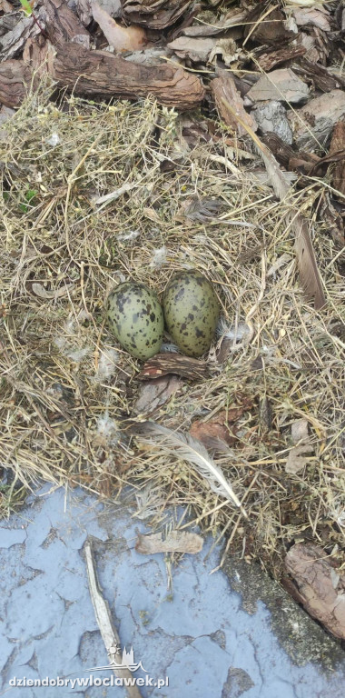 Mewy zamieszkały na tarasie SP nr 2