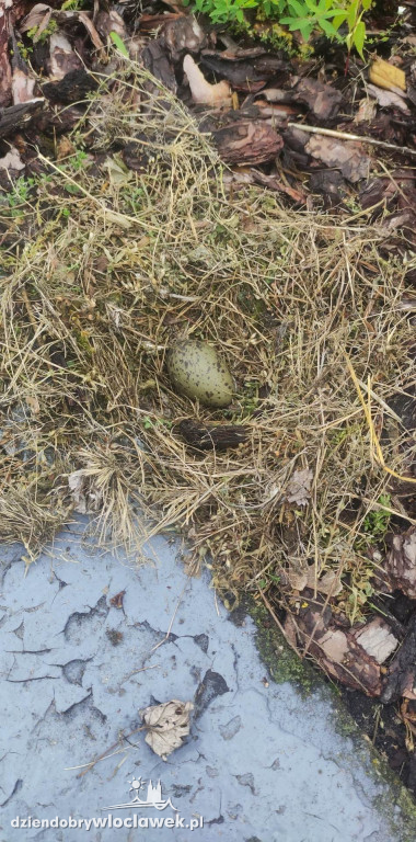 Mewy zamieszkały na tarasie SP nr 2