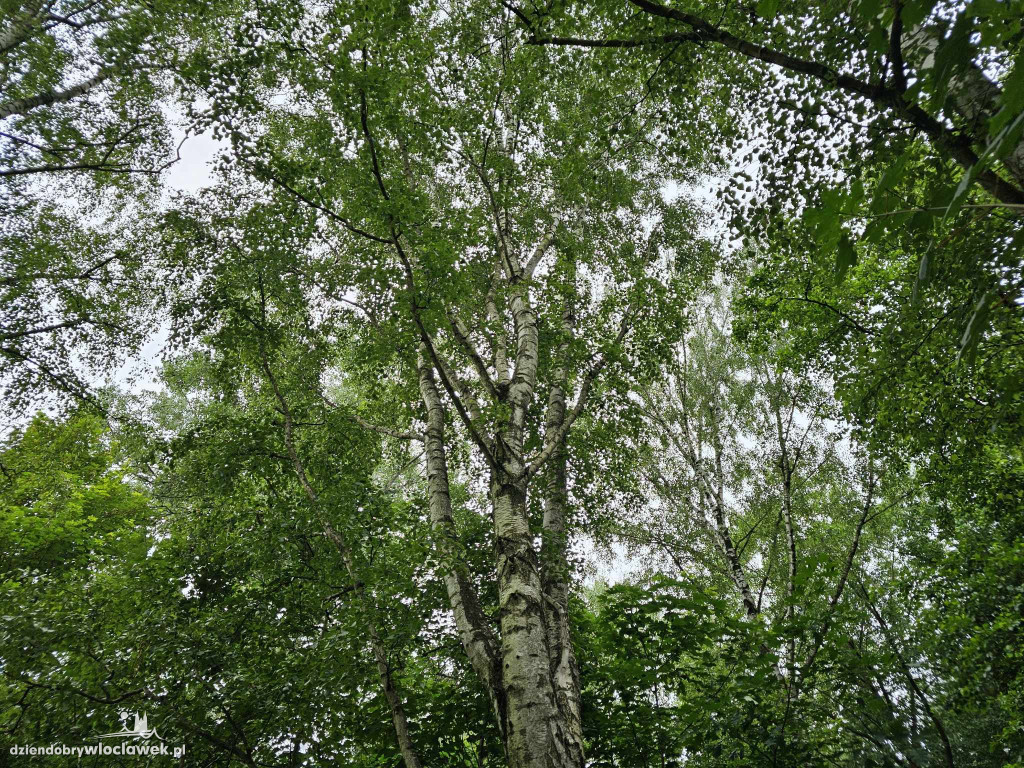 Oznakowane drzewa na Grzywnie