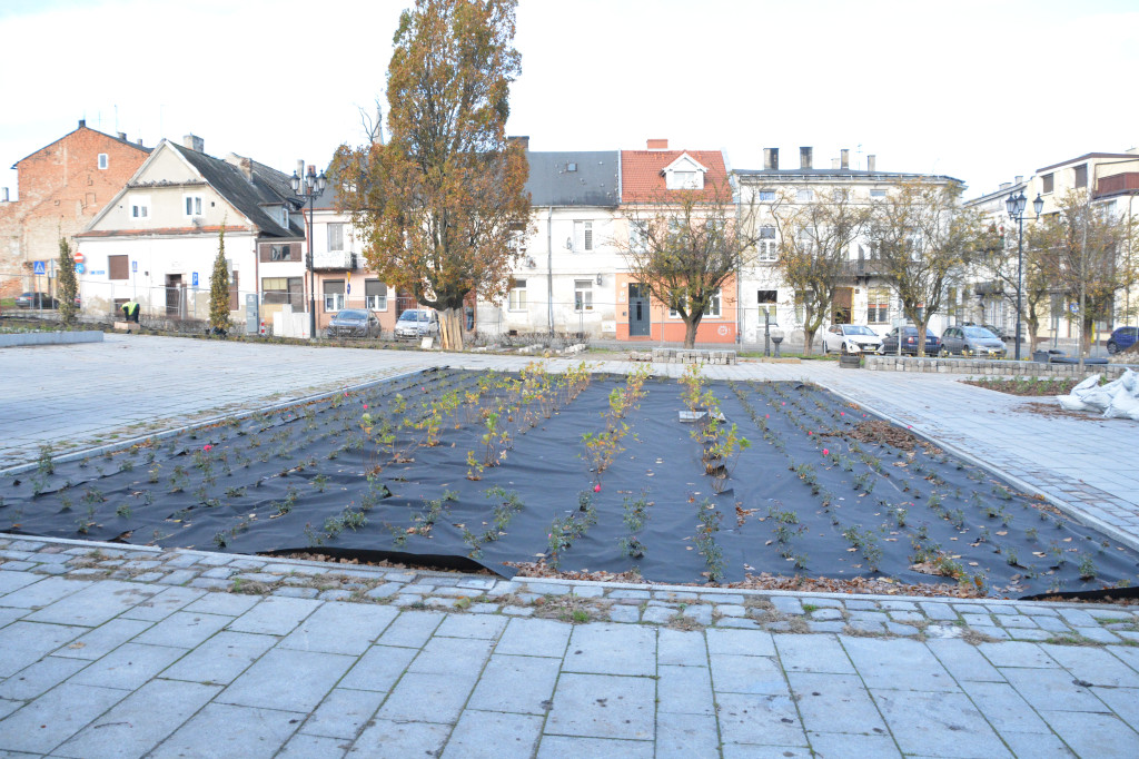 Stary Rynek z nową zielenią