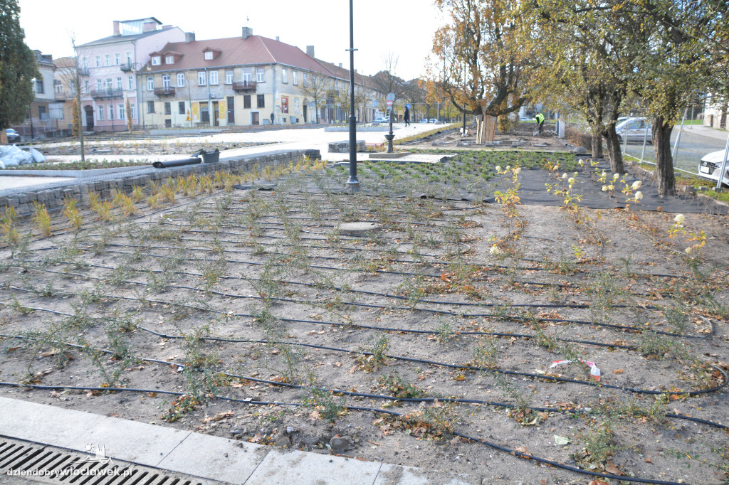Stary Rynek z nową zielenią