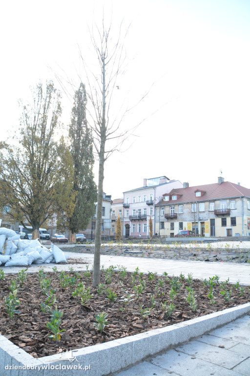 Stary Rynek z nową zielenią