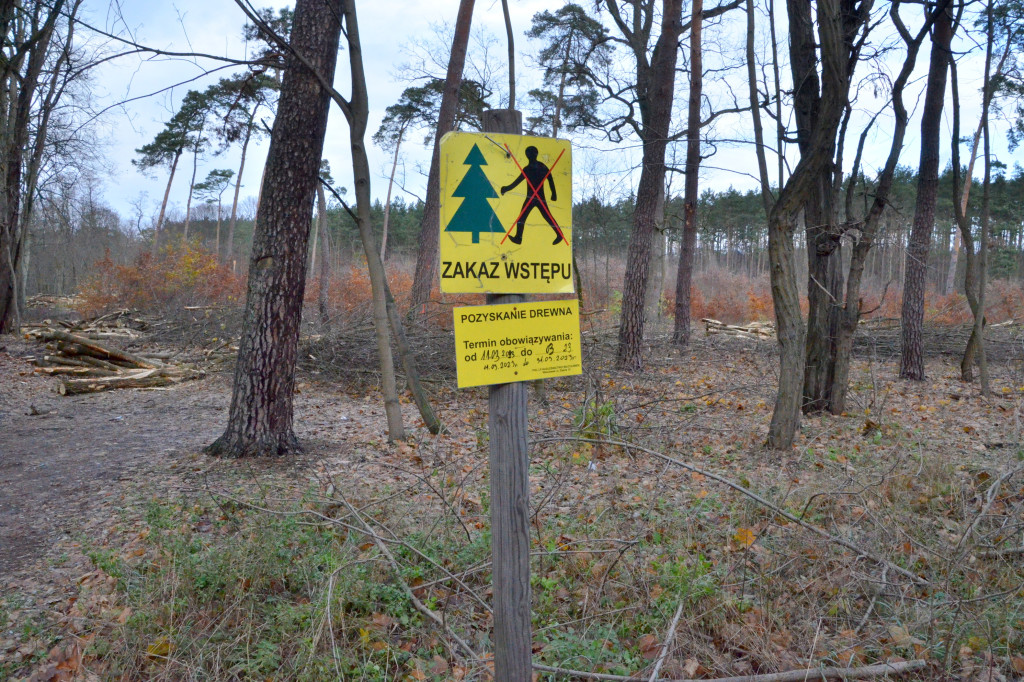 Wycinają las w pobliżu Łuby