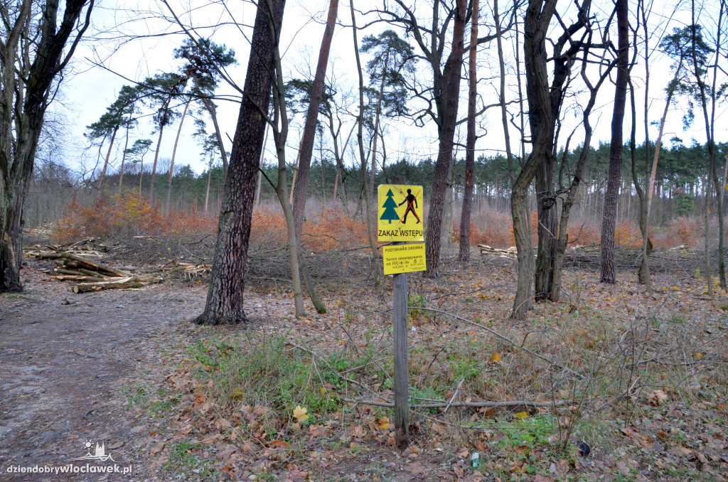 Wycinają las w pobliżu Łuby