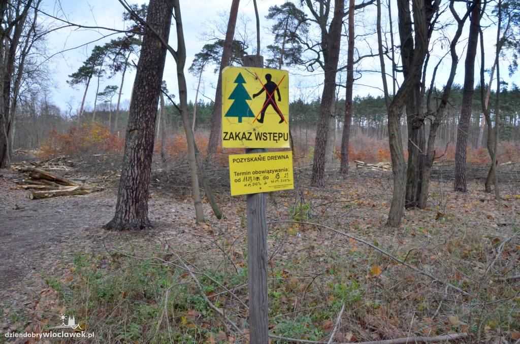 Wycinają las w pobliżu Łuby