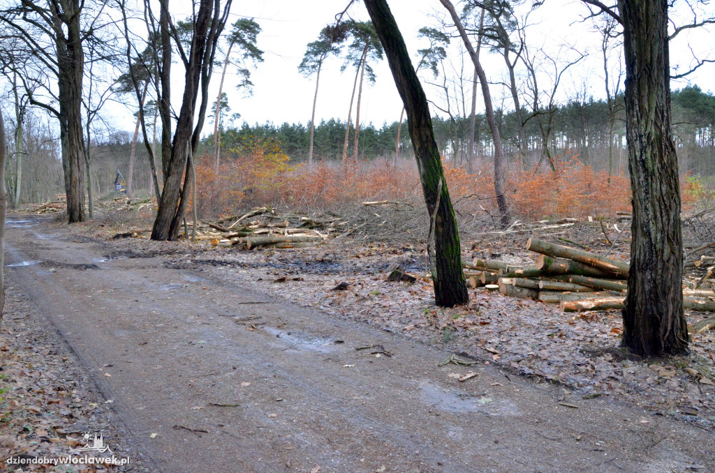 Wycinają las w pobliżu Łuby