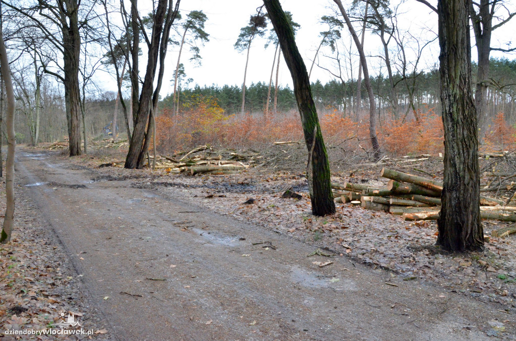 Wycinają las w pobliżu Łuby