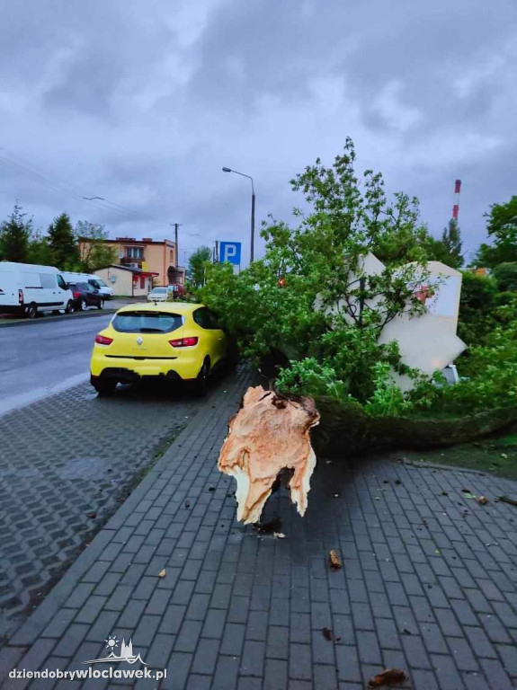 Oberwany konar drzewa uszkodził samochód