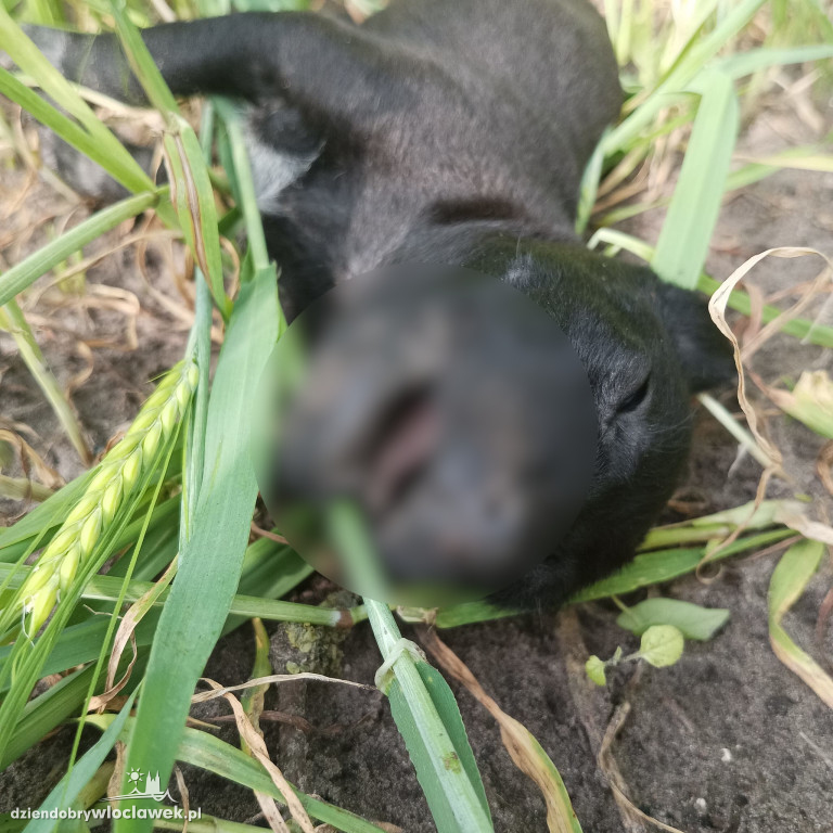 Sześć psów znalezionych na polu. Cztery nie żyły