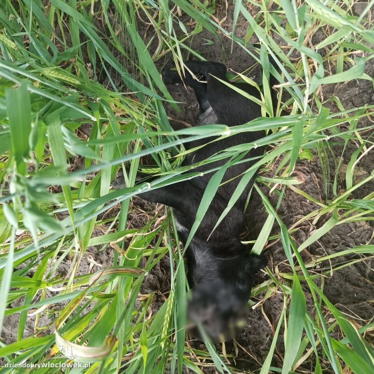 Sześć psów znalezionych na polu. Cztery nie żyły